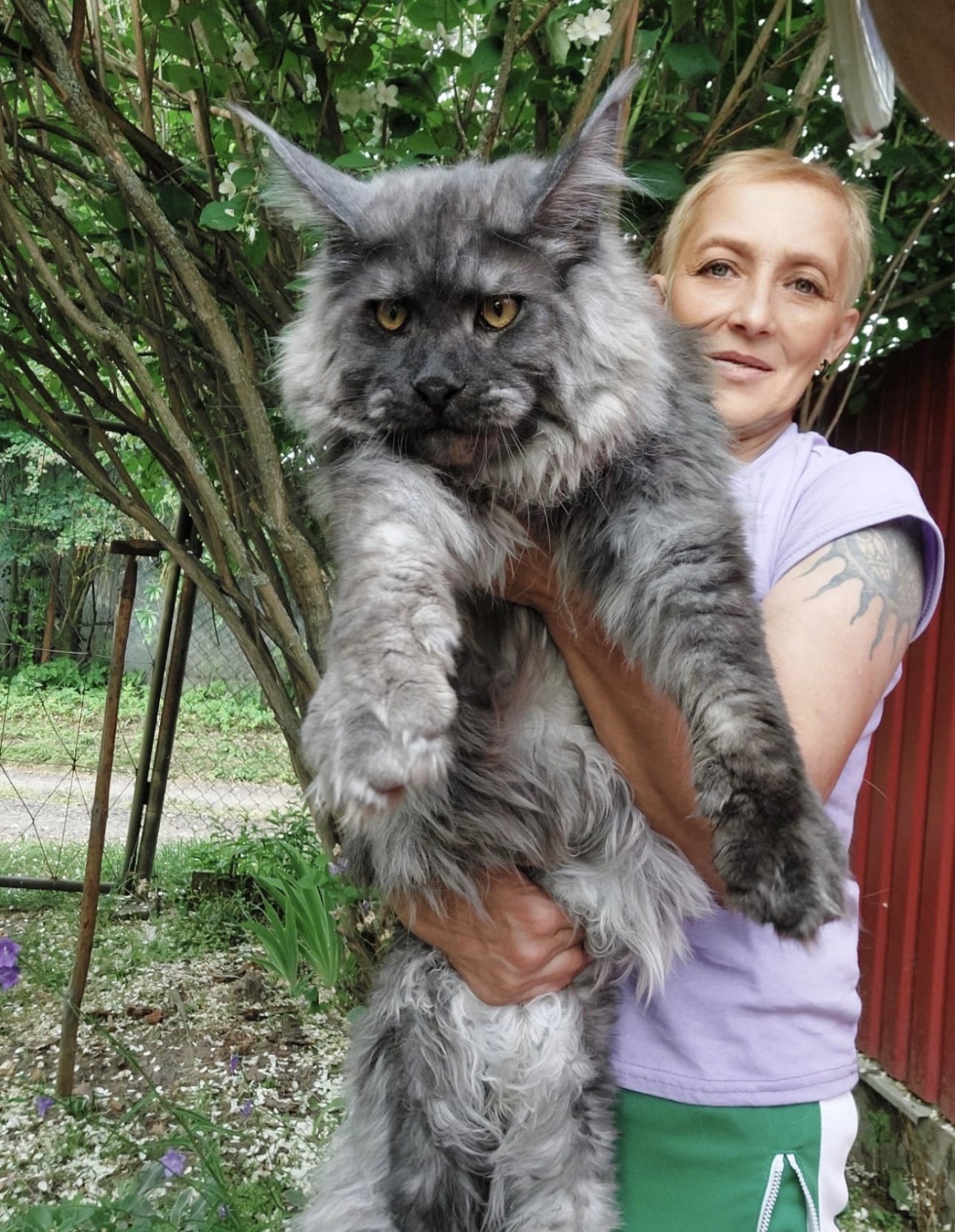 Kucing Maine Coon